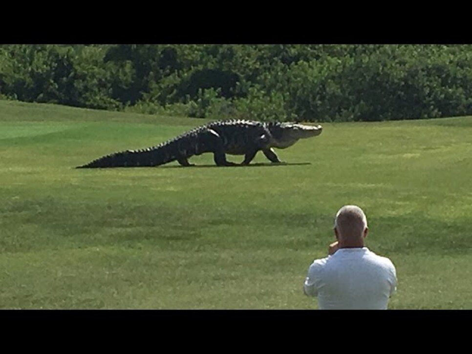 The scariest thing we ve seen in golf is this bobcat 